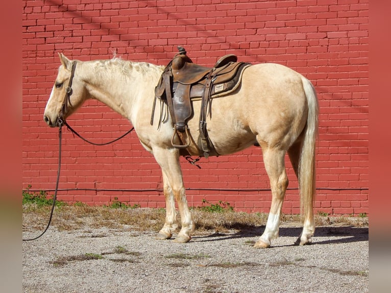 American Quarter Horse Wallach 7 Jahre 155 cm Palomino in Rusk TX