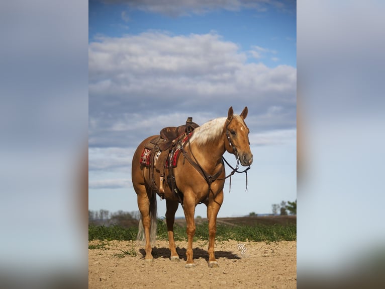American Quarter Horse Wallach 7 Jahre 155 cm Palomino in Caldwell, ID