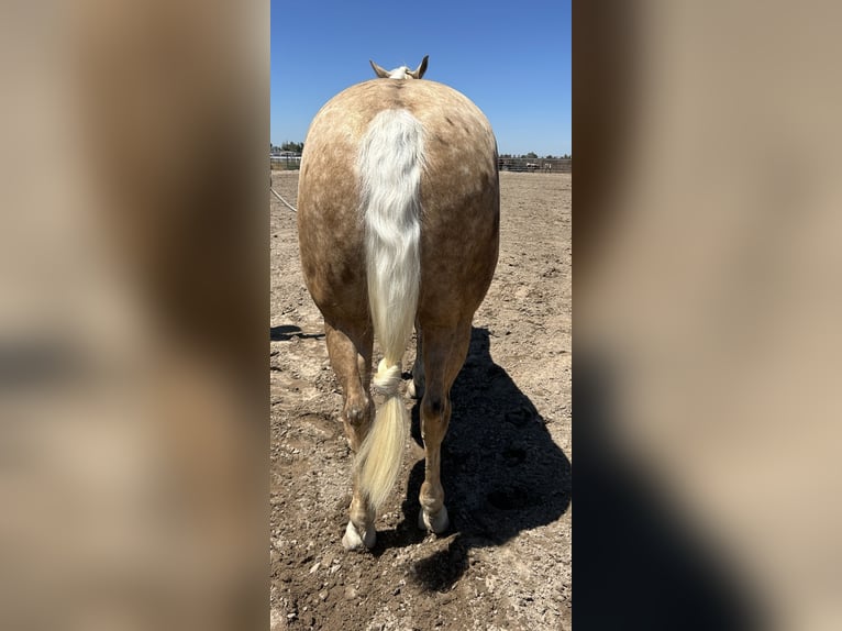American Quarter Horse Wallach 7 Jahre 155 cm Palomino in Madera, CA
