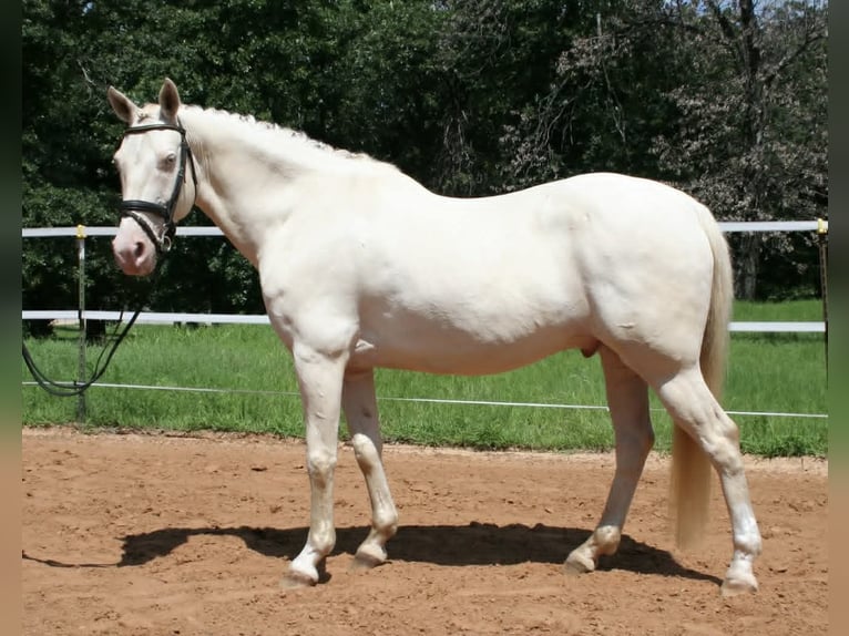 American Quarter Horse Wallach 7 Jahre 155 cm Perlino in Warsaw