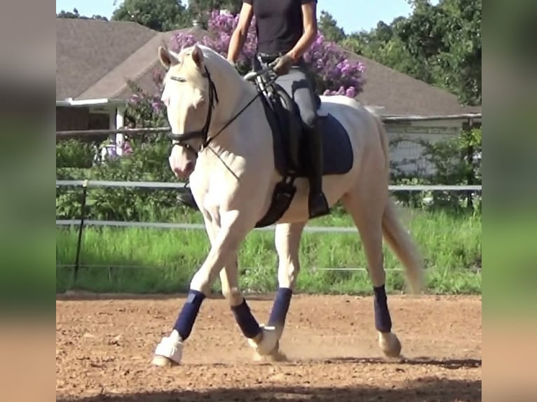 American Quarter Horse Wallach 7 Jahre 155 cm Perlino in Warsaw