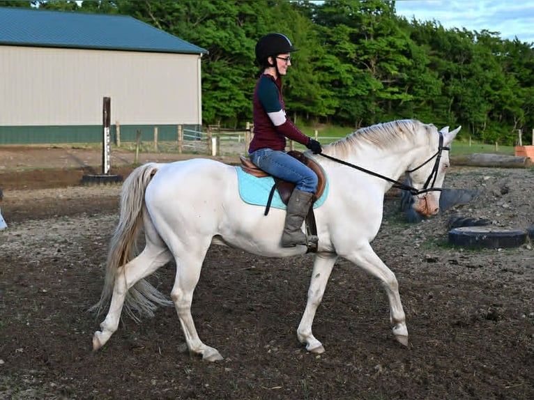 American Quarter Horse Wallach 7 Jahre 155 cm Perlino in Warsaw