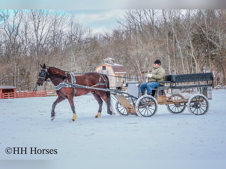 American Quarter Horse Wallach 7 Jahre 155 cm Rappe in Flemingsburg KY