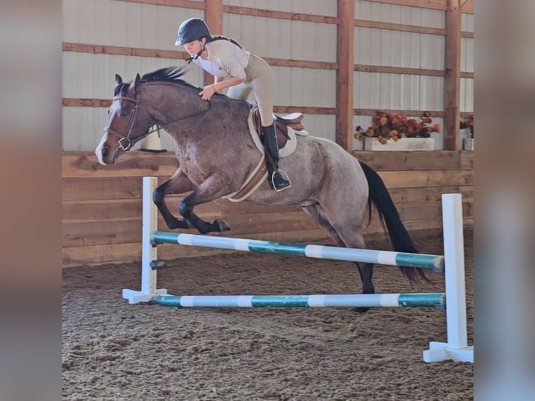 American Quarter Horse Wallach 7 Jahre 155 cm Roan-Bay in Robards