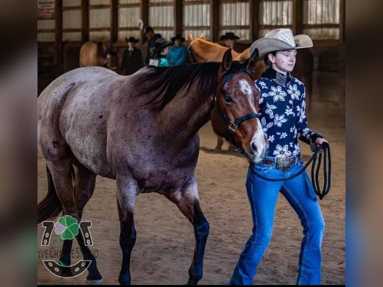 American Quarter Horse Wallach 7 Jahre 155 cm Roan-Bay in Robards