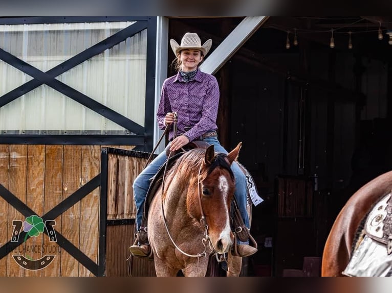 American Quarter Horse Wallach 7 Jahre 155 cm Roan-Bay in Robards