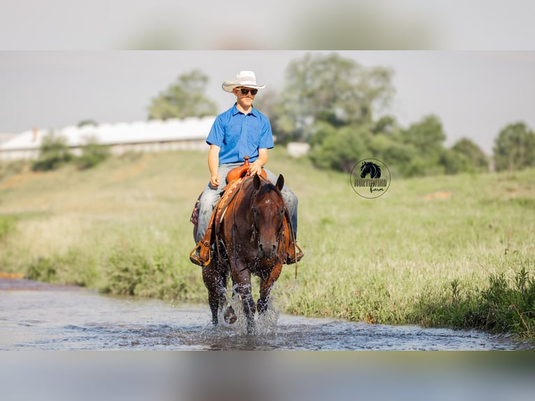 American Quarter Horse Wallach 7 Jahre 155 cm Roan-Bay in Fredericksburg