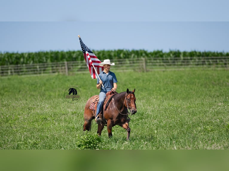 American Quarter Horse Wallach 7 Jahre 155 cm Roan-Bay in Fredericksburg