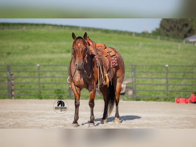 American Quarter Horse Wallach 7 Jahre 155 cm Roan-Bay in Fredericksburg