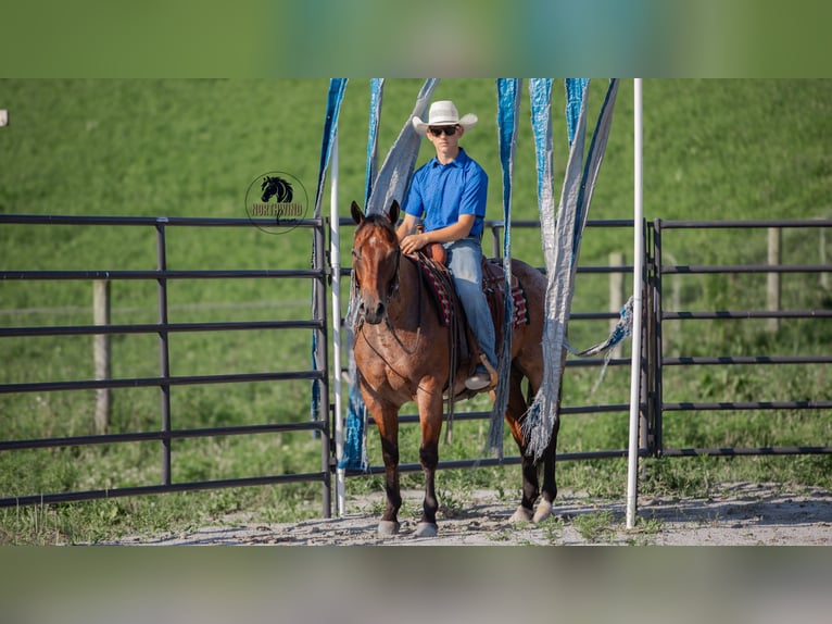 American Quarter Horse Wallach 7 Jahre 155 cm Roan-Bay in Fredericksburg
