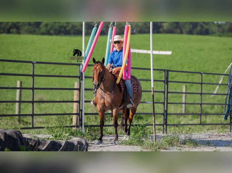 American Quarter Horse Wallach 7 Jahre 155 cm Roan-Bay in Fredericksburg