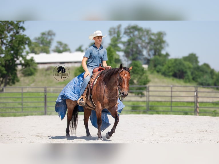 American Quarter Horse Wallach 7 Jahre 155 cm Roan-Bay in Fredericksburg
