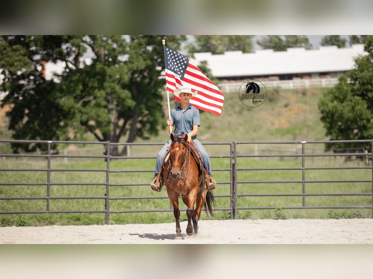 American Quarter Horse Wallach 7 Jahre 155 cm Roan-Bay in Fredericksburg