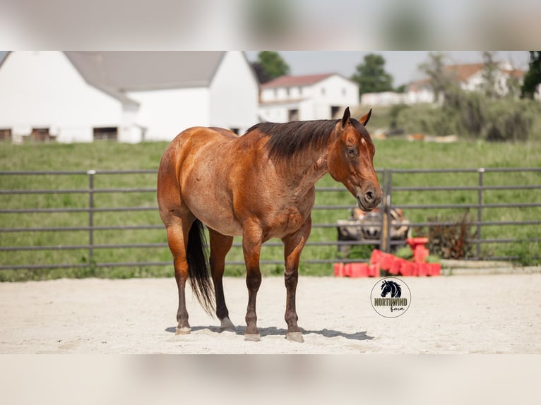American Quarter Horse Wallach 7 Jahre 155 cm Roan-Bay in Fredericksburg