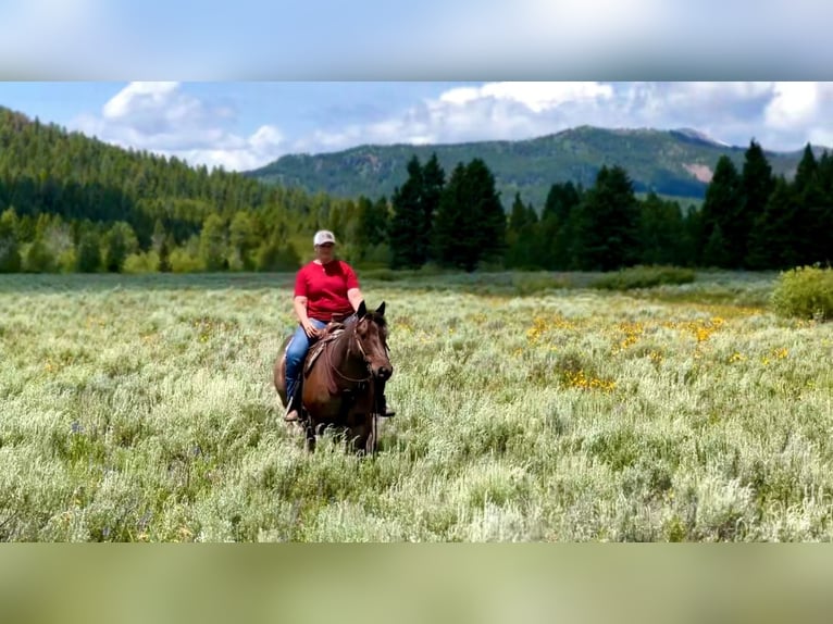American Quarter Horse Wallach 7 Jahre 155 cm Roan-Bay in Saint Anthony, ID
