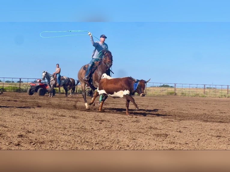 American Quarter Horse Wallach 7 Jahre 155 cm Roan-Bay in Saint Anthony, ID