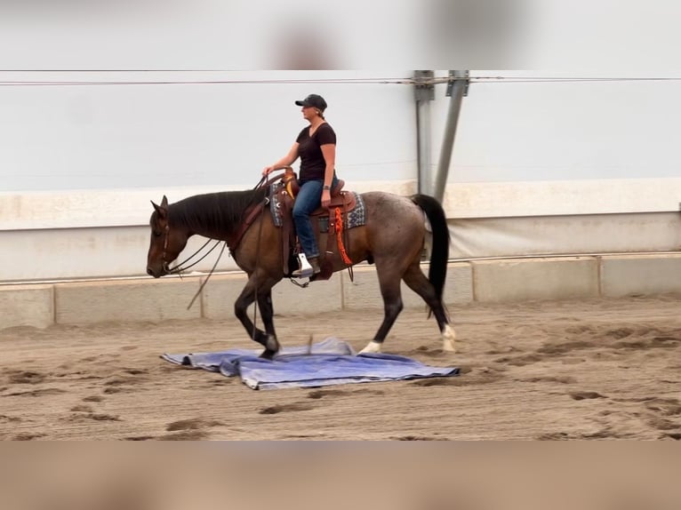American Quarter Horse Wallach 7 Jahre 155 cm Roan-Bay in Saint Anthony, ID
