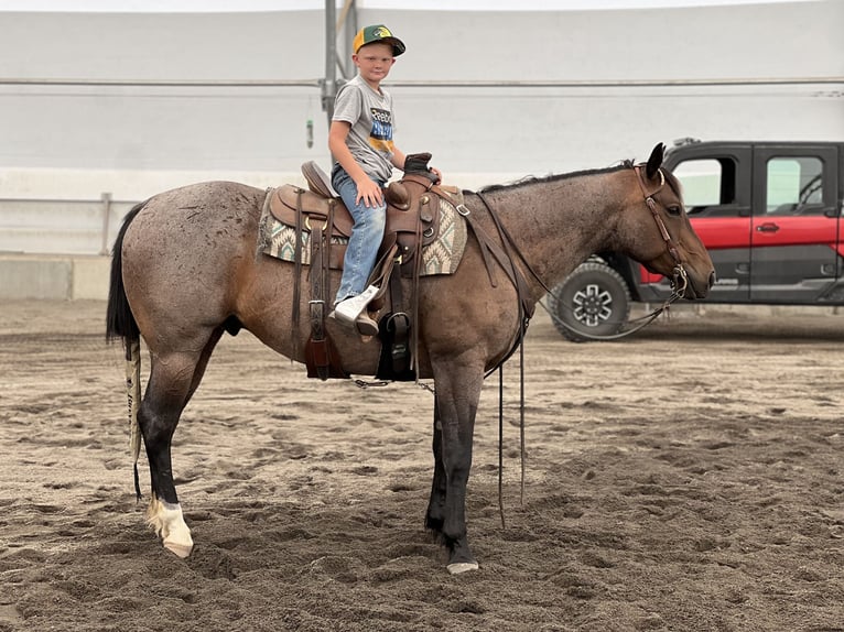 American Quarter Horse Wallach 7 Jahre 155 cm Roan-Bay in Saint Anthony, ID