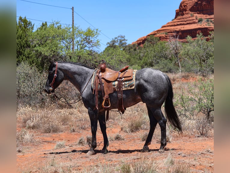 American Quarter Horse Wallach 7 Jahre 155 cm Roan-Blue in Camp Verde