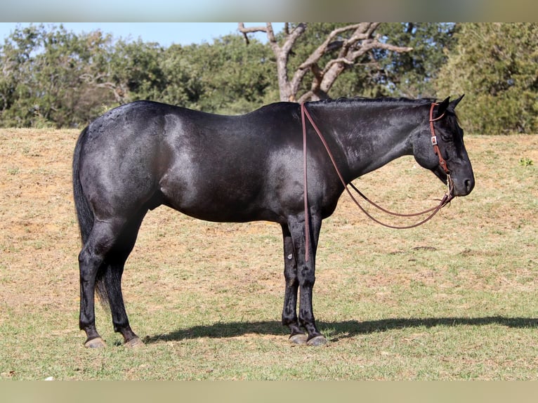 American Quarter Horse Wallach 7 Jahre 155 cm Roan-Blue in Cleburne, TX