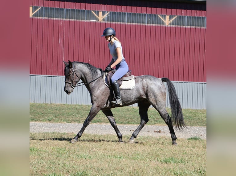 American Quarter Horse Wallach 7 Jahre 155 cm Roan-Blue in Howell