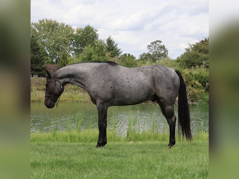 American Quarter Horse Wallach 7 Jahre 155 cm Roan-Blue in Howell
