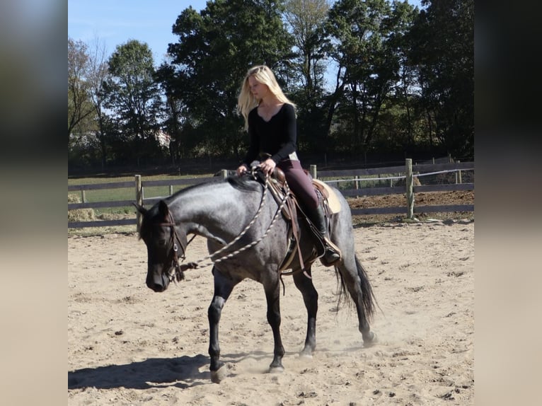 American Quarter Horse Wallach 7 Jahre 155 cm Roan-Blue in Howell