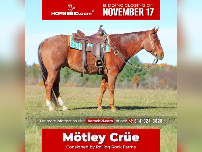 American Quarter Horse Wallach 7 Jahre 155 cm Roan-Red in Clarion