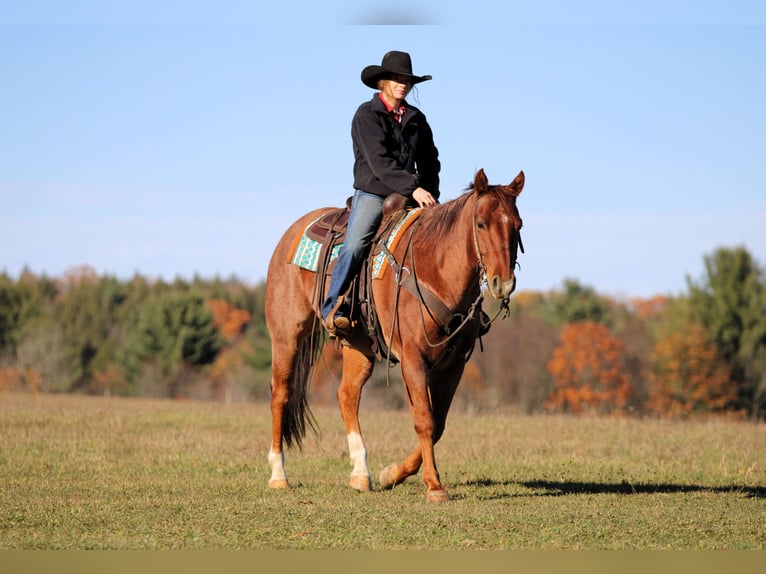 American Quarter Horse Wallach 7 Jahre 155 cm Roan-Red in Clarion