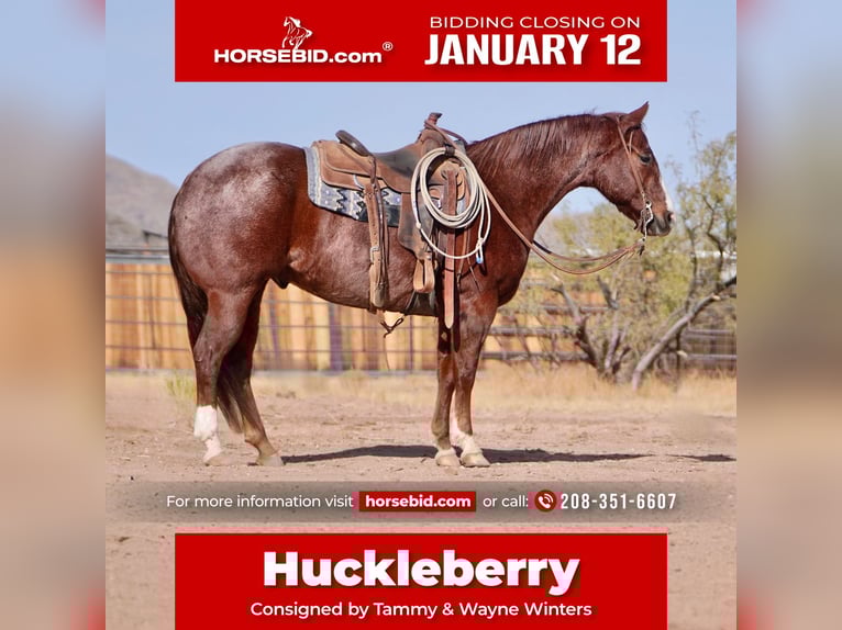 American Quarter Horse Wallach 7 Jahre 155 cm Roan-Red in Aguila