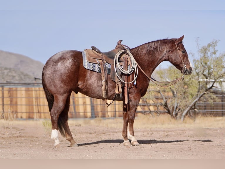 American Quarter Horse Wallach 7 Jahre 155 cm Roan-Red in Aguila