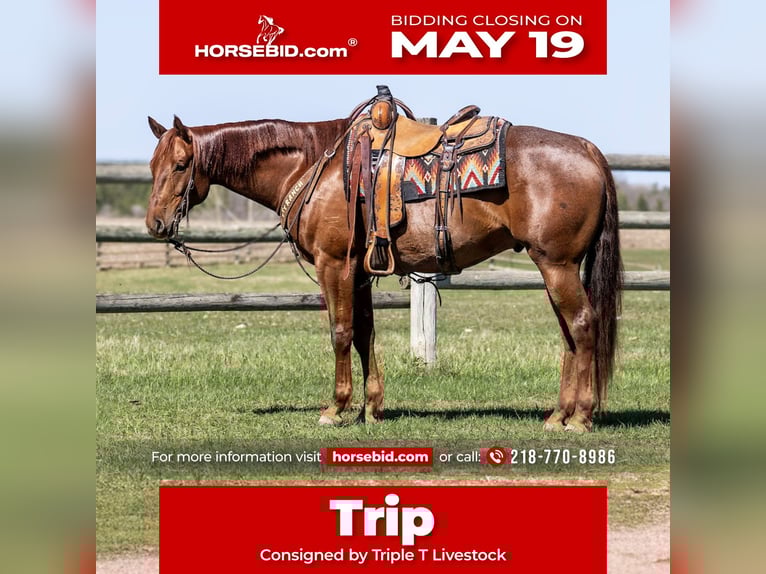 American Quarter Horse Wallach 7 Jahre 155 cm Roan-Red in Nevis, MN