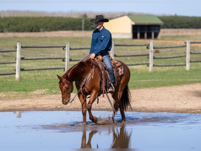 American Quarter Horse Wallach 7 Jahre 155 cm Roan-Red in Nevis, MN