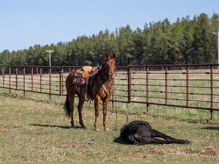 American Quarter Horse Wallach 7 Jahre 155 cm Roan-Red in Nevis, MN