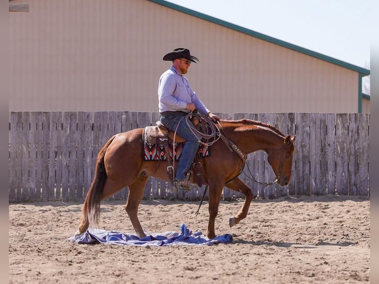 American Quarter Horse Wallach 7 Jahre 155 cm Roan-Red in Nevis, MN