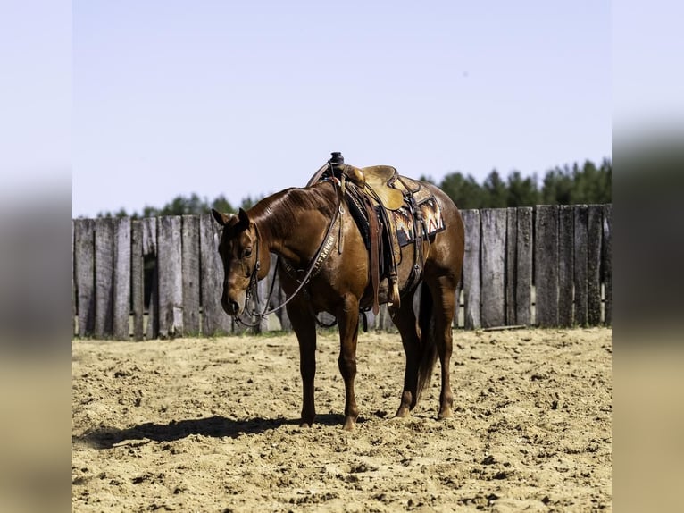 American Quarter Horse Wallach 7 Jahre 155 cm Roan-Red in Nevis, MN