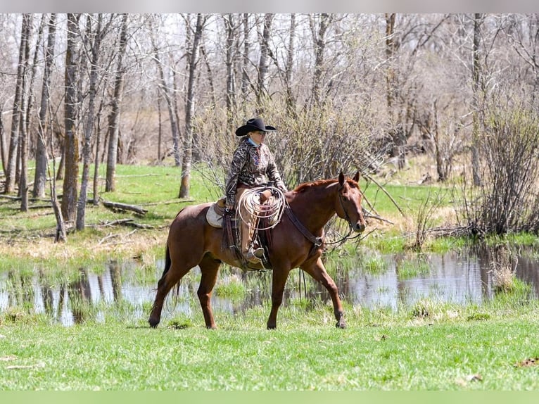 American Quarter Horse Wallach 7 Jahre 155 cm Roan-Red in Nevis, MN