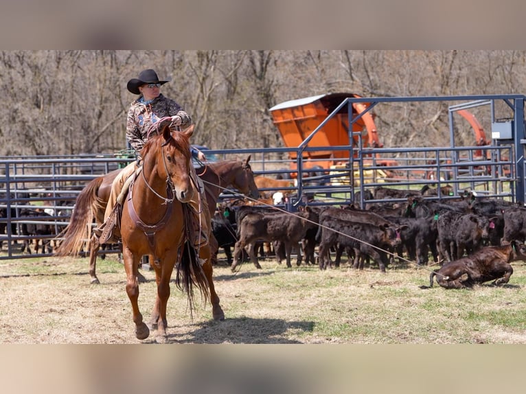 American Quarter Horse Wallach 7 Jahre 155 cm Roan-Red in Nevis, MN