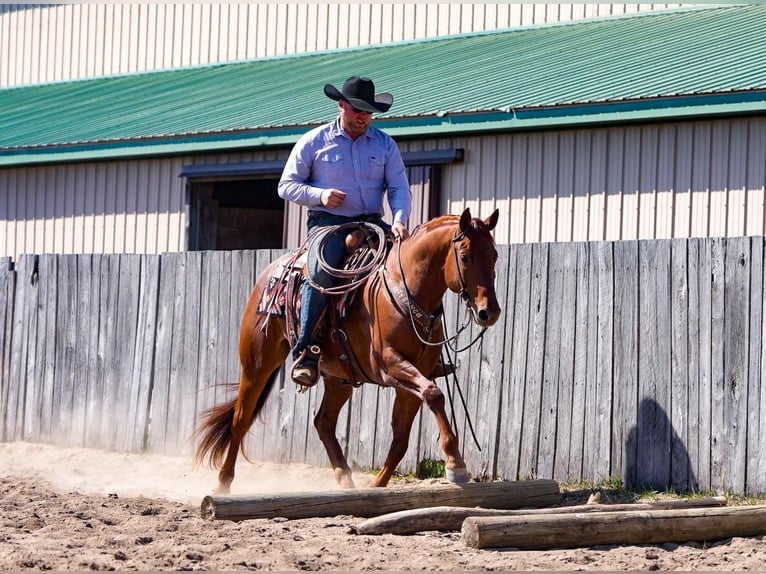 American Quarter Horse Wallach 7 Jahre 155 cm Roan-Red in Nevis, MN