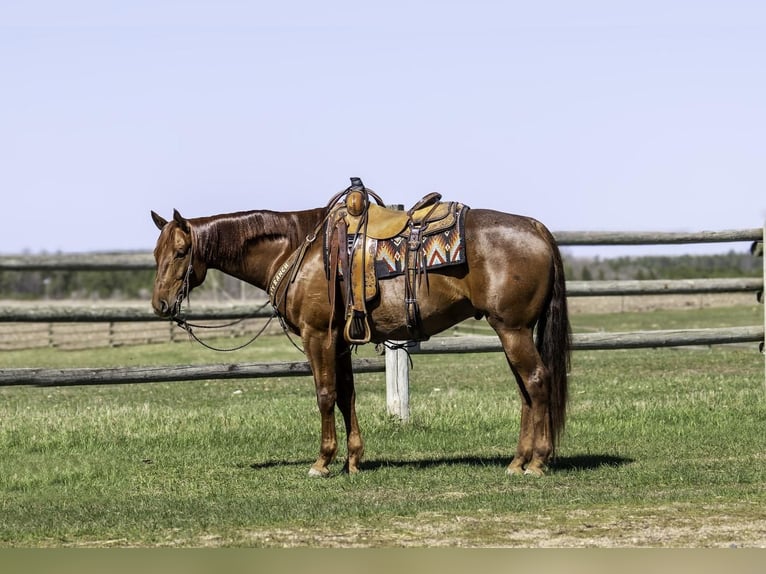American Quarter Horse Wallach 7 Jahre 155 cm Roan-Red in Nevis, MN