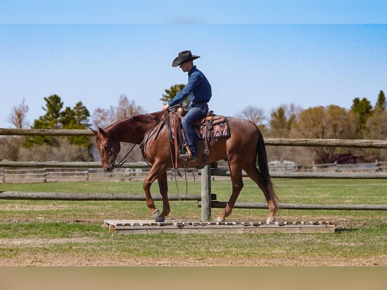 American Quarter Horse Wallach 7 Jahre 155 cm Roan-Red in Nevis, MN