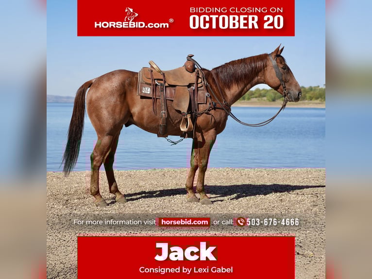 American Quarter Horse Wallach 7 Jahre 155 cm Roan-Red in Stickney