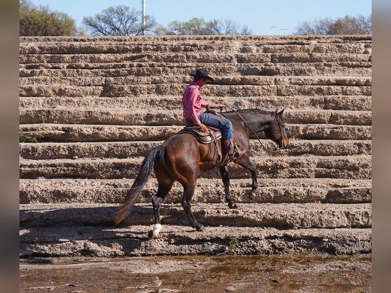 American Quarter Horse Wallach 7 Jahre 155 cm Rotbrauner in Canyon, TX