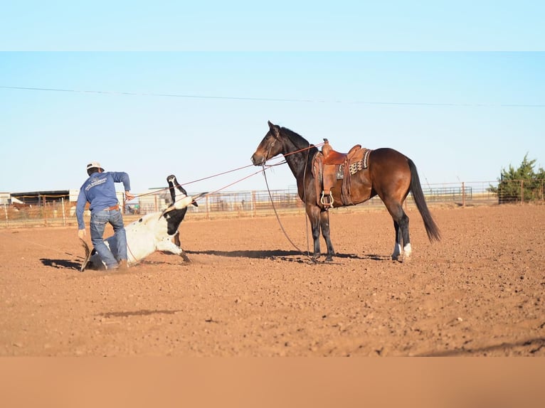 American Quarter Horse Wallach 7 Jahre 155 cm Rotbrauner in Waco, TX