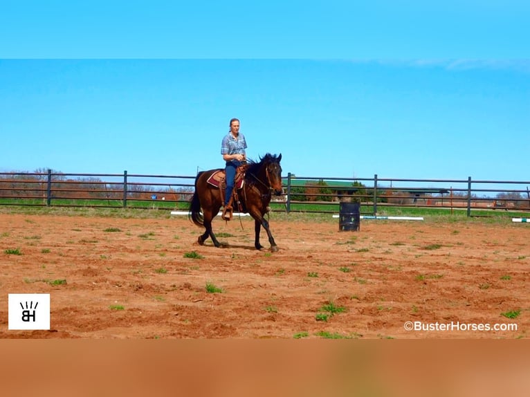 American Quarter Horse Wallach 7 Jahre 155 cm Rotbrauner in Weatherford