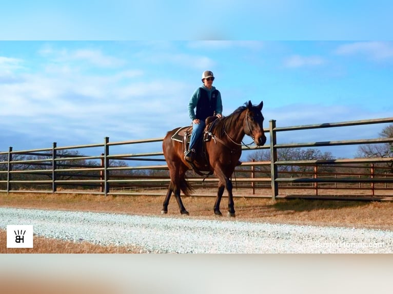 American Quarter Horse Wallach 7 Jahre 155 cm Rotbrauner in Weatherford