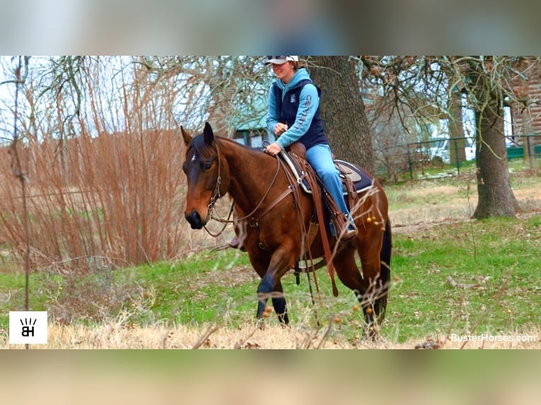 American Quarter Horse Wallach 7 Jahre 155 cm Rotbrauner in Weatherford