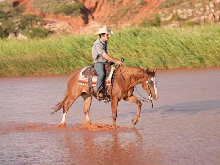 American Quarter Horse Wallach 7 Jahre 155 cm Rotfuchs in Canyon