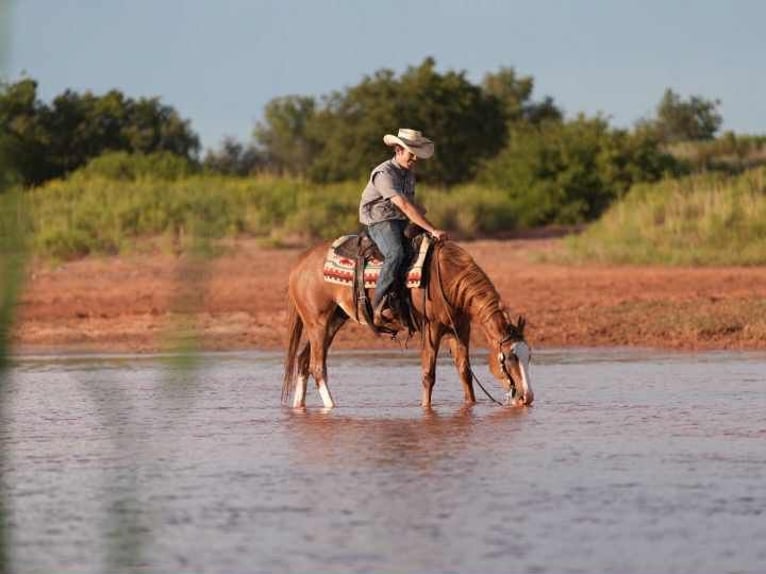 American Quarter Horse Wallach 7 Jahre 155 cm Rotfuchs in Canyon