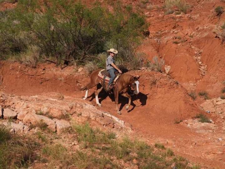 American Quarter Horse Wallach 7 Jahre 155 cm Rotfuchs in Canyon